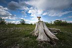 Jack Russell Terrier