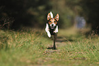 Jack Russell Terrier