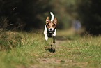 Jack Russell Terrier