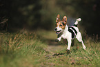Jack Russell Terrier