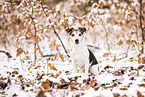 Jack Russell Terrier