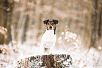 Jack Russell Terrier