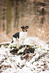 Jack Russell Terrier