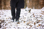 Jack Russell Terrier