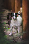 Jack Russell Terrier