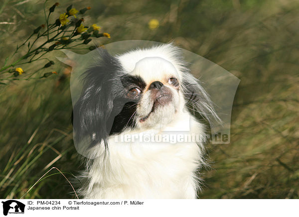 Japanese chin Portrait / PM-04234