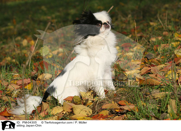 sitting Japan-Chin / PM-04305