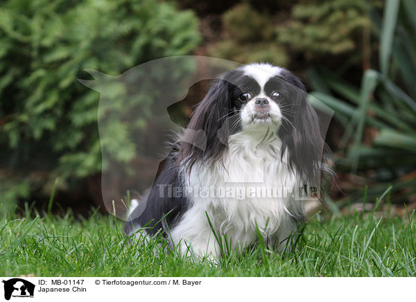 Japanese Chin / MB-01147
