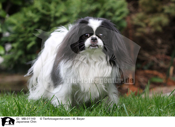 Japanese Chin / MB-01149
