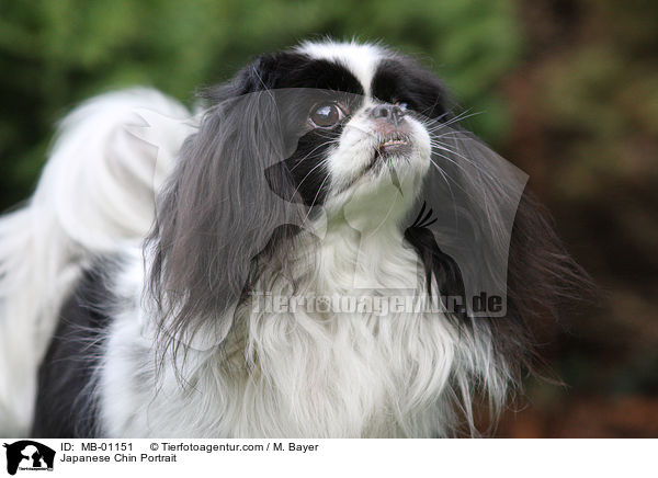 Japanese Chin Portrait / MB-01151