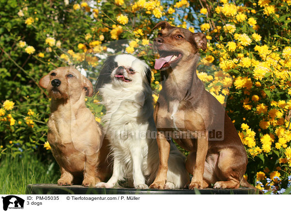 3 dogs / PM-05035