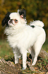 Japanese chin