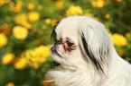 Japanese chin Portrait