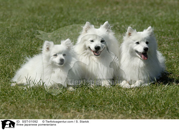 drei Japanspitze / three japanese pomeranians / SST-01092