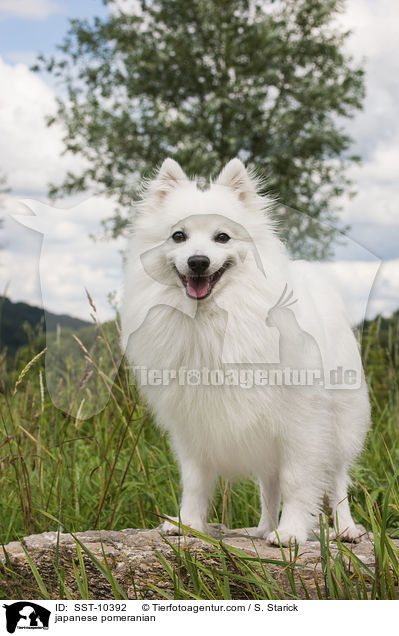 japanese pomeranian / SST-10392