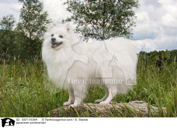 Japanspitz / japanese pomeranian / SST-10394