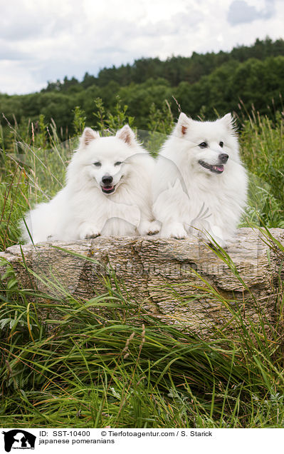 Japanspitze / japanese pomeranians / SST-10400