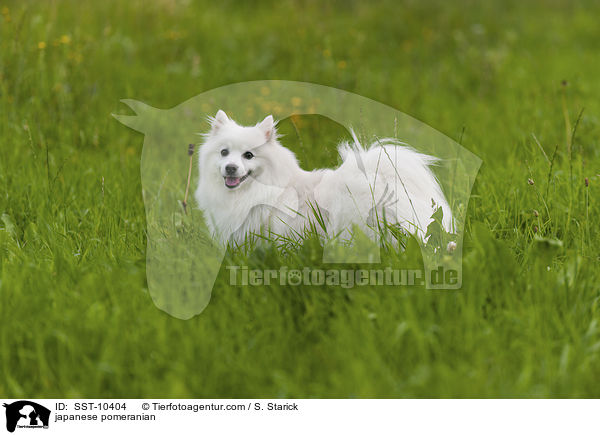 Japanspitz / japanese pomeranian / SST-10404