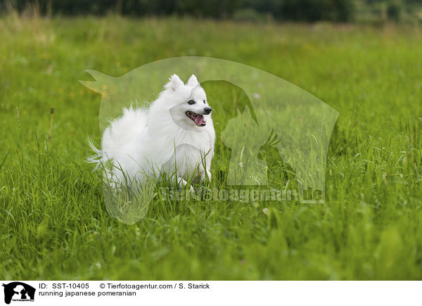 running japanese pomeranian / SST-10405