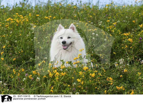 japanese pomeranian portrait / SST-10415