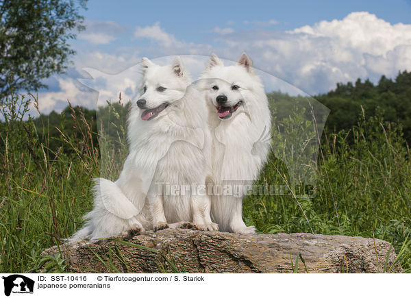 japanese pomeranians / SST-10416