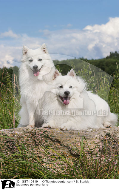 Japanspitze / japanese pomeranians / SST-10419