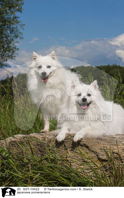 japanese pomeranians / SST-10422