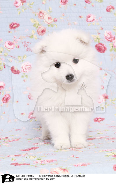 japanese pomeranian puppy / JH-16052