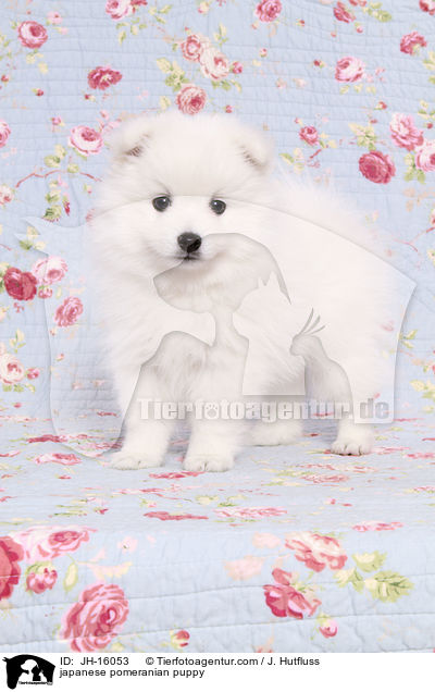 Japanspitz Welpe / japanese pomeranian puppy / JH-16053