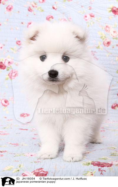 japanese pomeranian puppy / JH-16054