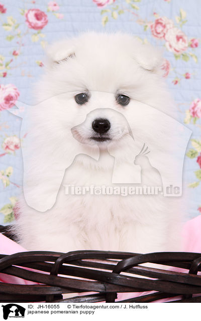 japanese pomeranian puppy / JH-16055