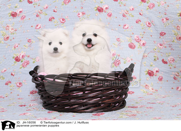 japanese pomeranian puppies / JH-16056