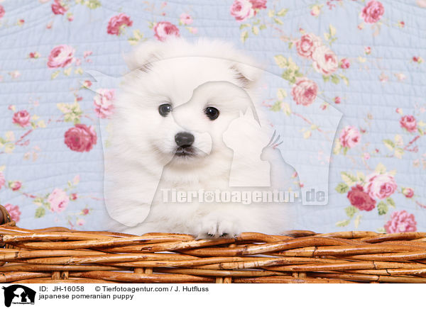japanese pomeranian puppy / JH-16058