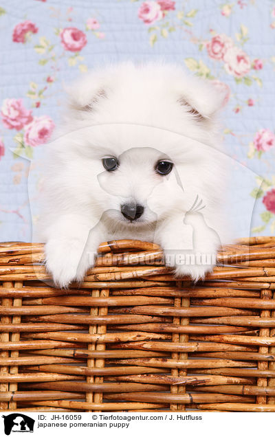 japanese pomeranian puppy / JH-16059