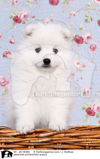 Japanspitz Welpe / japanese pomeranian puppy / JH-16060