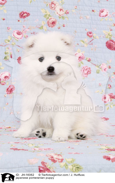 japanese pomeranian puppy / JH-16062