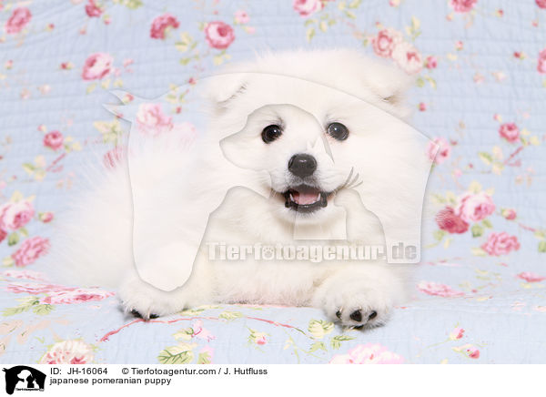 Japanspitz Welpe / japanese pomeranian puppy / JH-16064