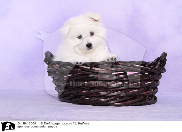 japanese pomeranian puppy / JH-16068