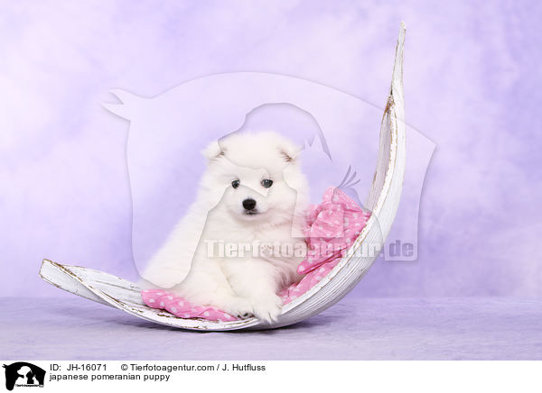 Japanspitz Welpe / japanese pomeranian puppy / JH-16071