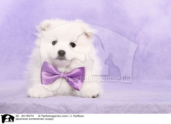 Japanspitz Welpe / japanese pomeranian puppy / JH-16074