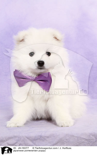 Japanspitz Welpe / japanese pomeranian puppy / JH-16077
