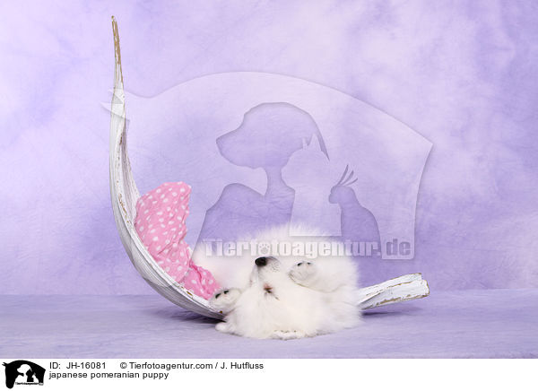 Japanspitz Welpe / japanese pomeranian puppy / JH-16081