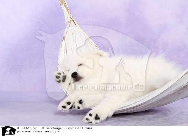 japanese pomeranian puppy / JH-16095