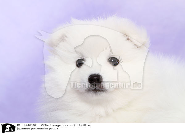 Japanspitz Welpe / japanese pomeranian puppy / JH-16102