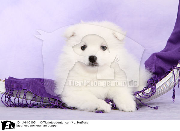 japanese pomeranian puppy / JH-16105