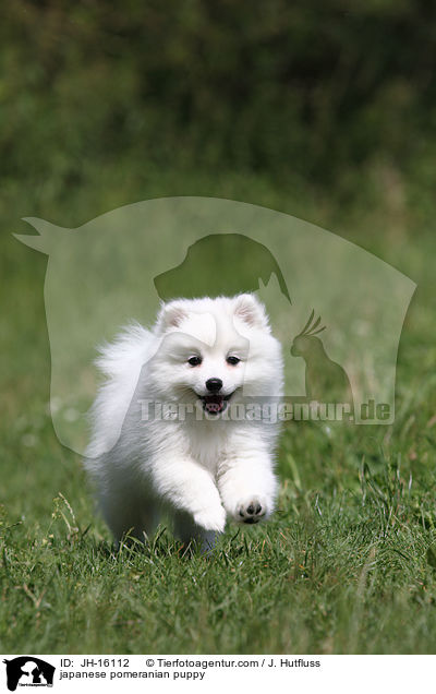 japanese pomeranian puppy / JH-16112