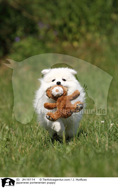 japanese pomeranian puppy / JH-16114