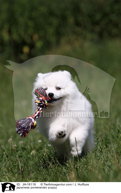 japanese pomeranian puppy / JH-16116