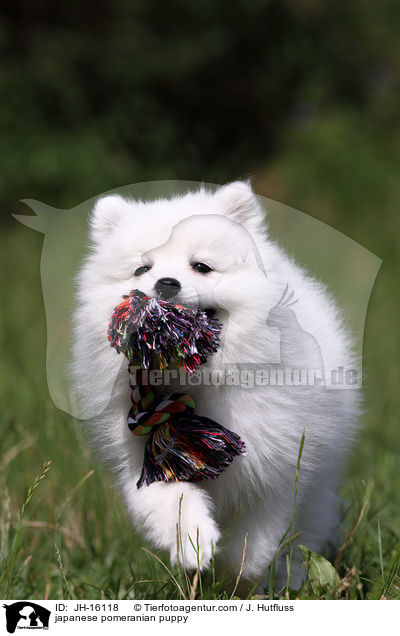 japanese pomeranian puppy / JH-16118