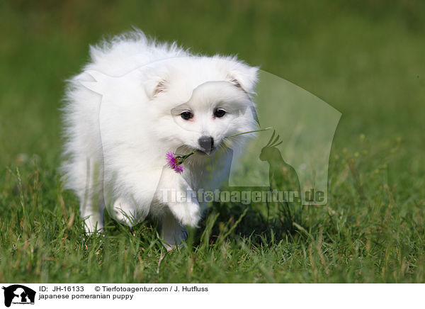 japanese pomeranian puppy / JH-16133